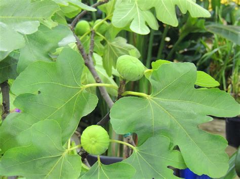 無花果樹|無花果（Ficus carica）